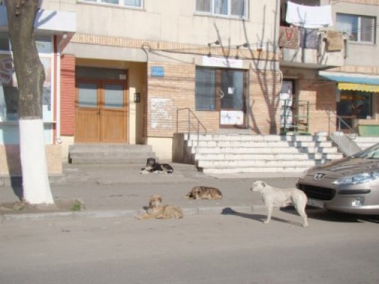 Campanie de sterilizare câini şi pisici, la Mangalia